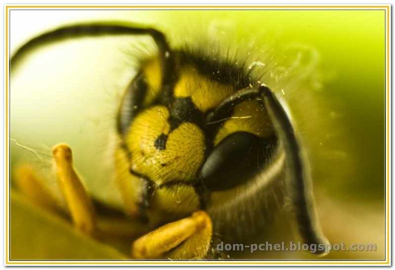 Пчела Макросъемка