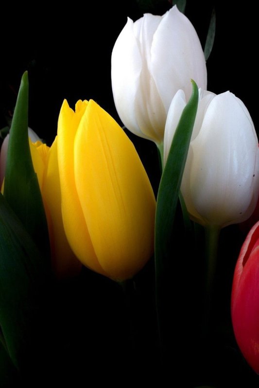 Шикарные тюльпаны