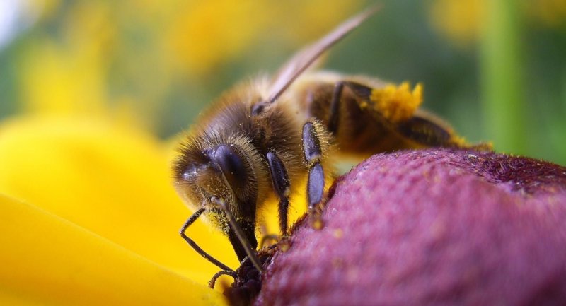 Красивая пчела