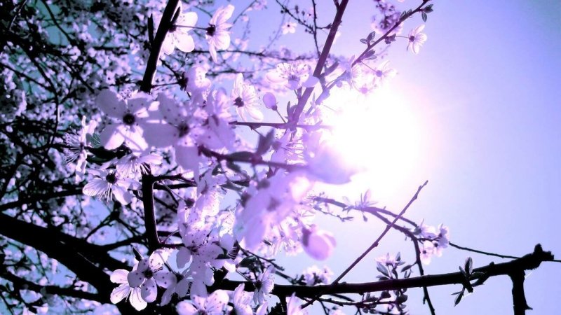 Весна природа