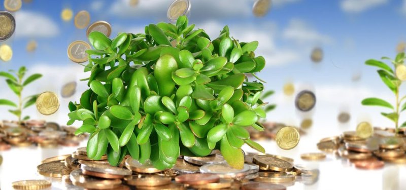 Денежное дерево