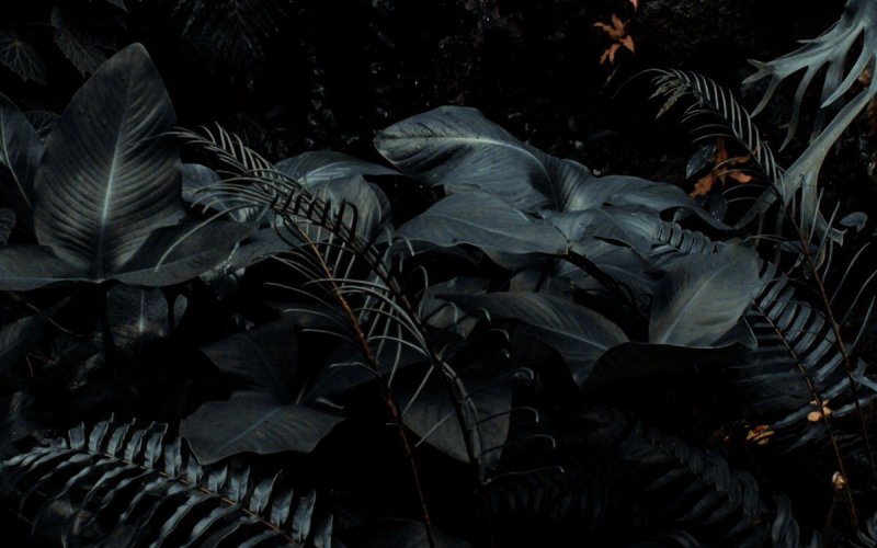 Тропические растения