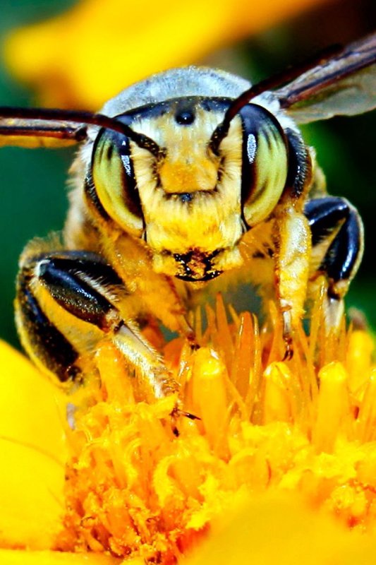 Красивая пчела