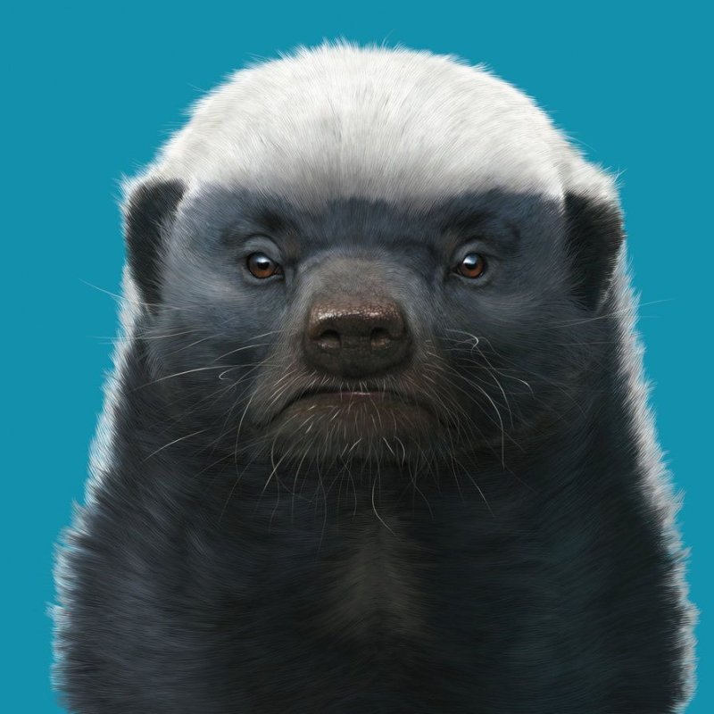 Африканский барсук медоед