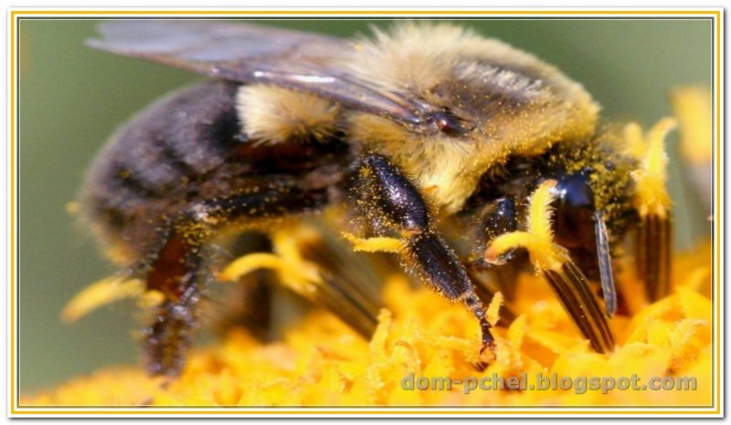 Красивая пчела