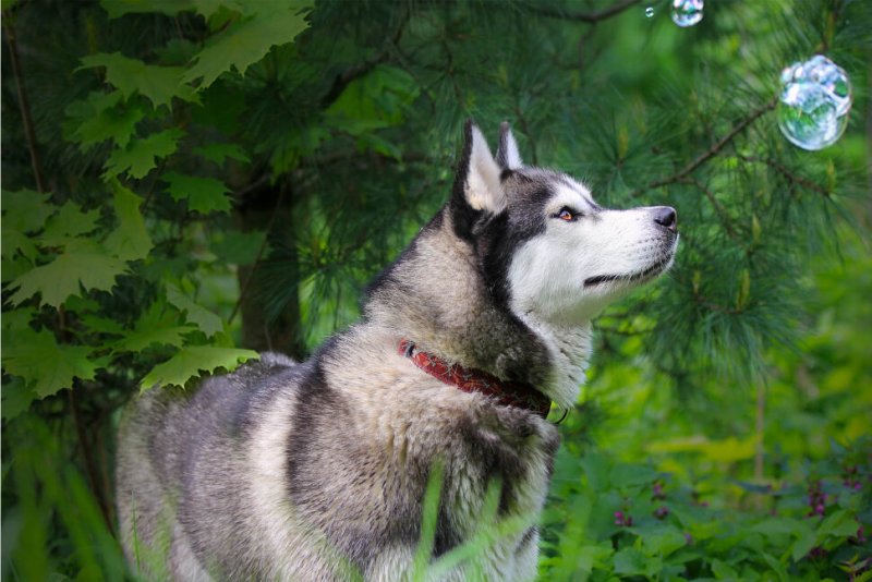 Маламут голубоглазый