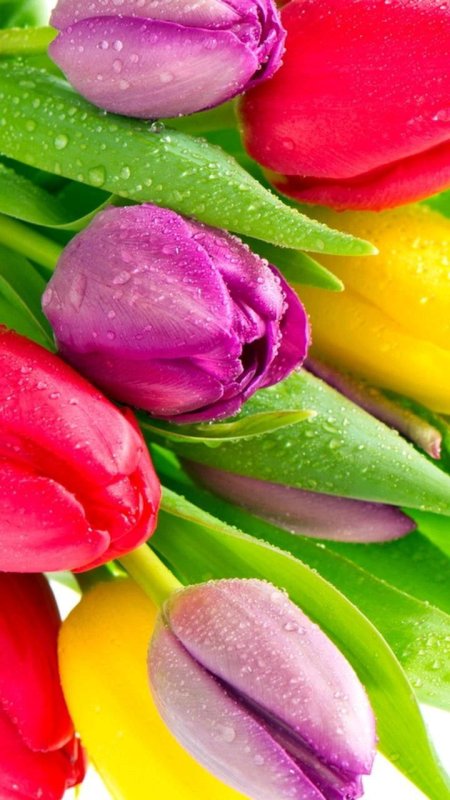 Весенние тюльпаны