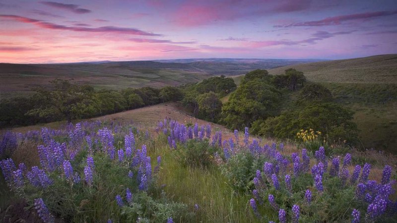 Пейзаж цветы