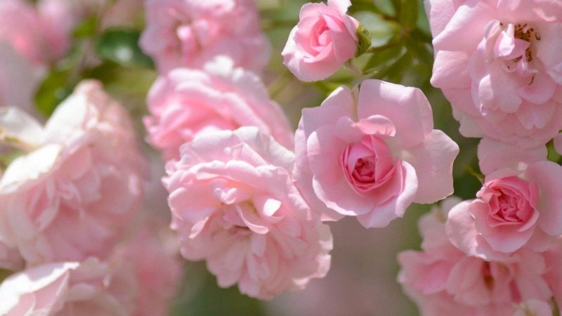 Красивые нежные цветы