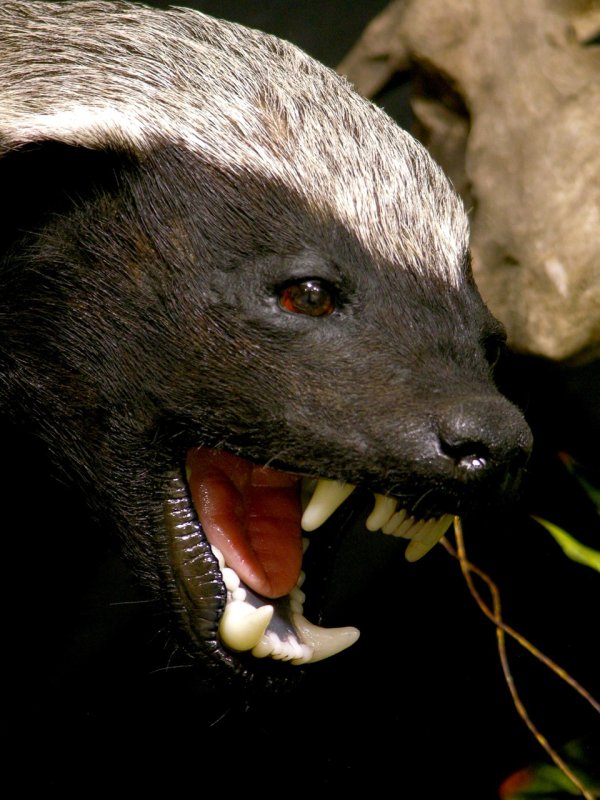 Медоед и Росомаха