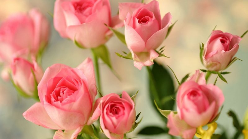 Розовые розы