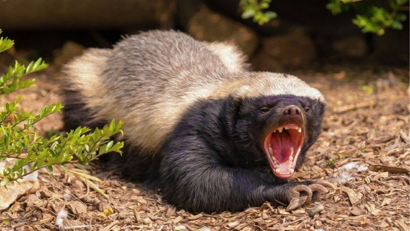 Барсук медоед