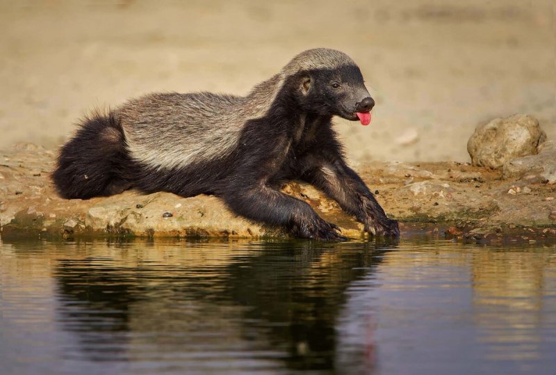 Барсук Росомаха медоед