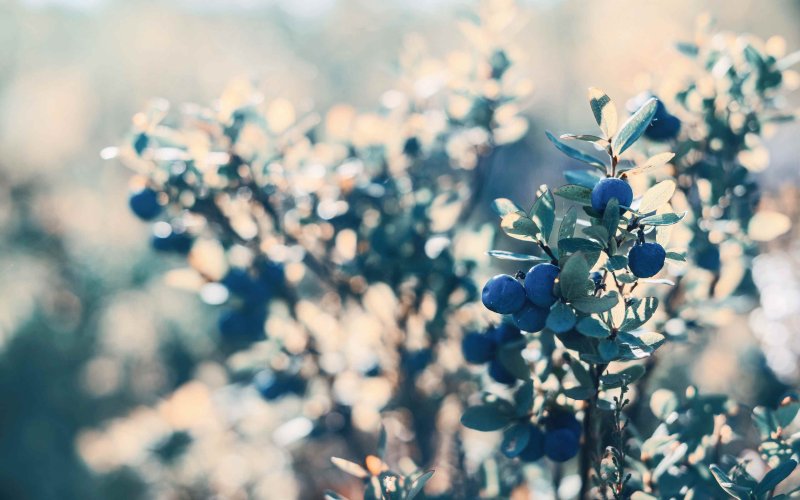 Голубика Эстетика Пинтерест