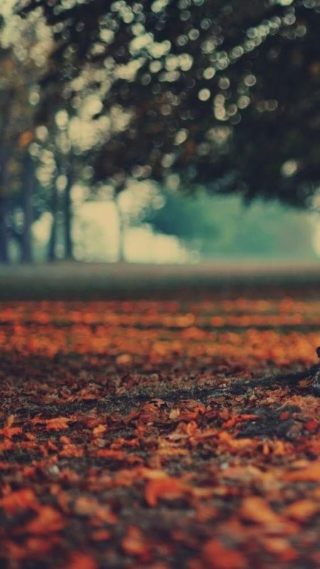 Картинки на заставку ватсап