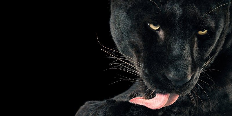 Пантера на черном фоне