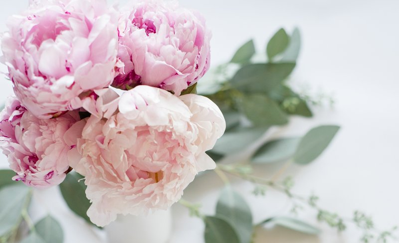 Пион нежно-розовый