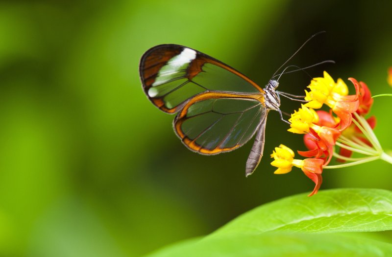 Бабочка Грета ото