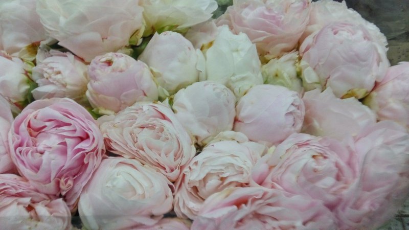 Роза Лидия пионовидная