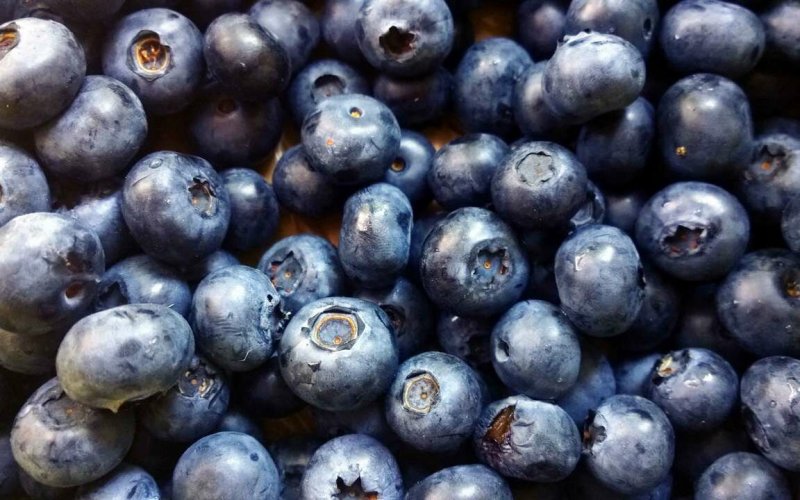 Черника фото