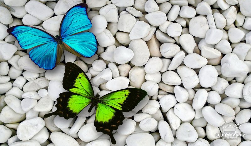 Бабочки картинки красивые
