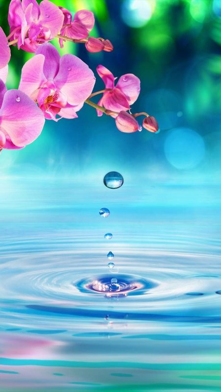 Цветы на фоне воды