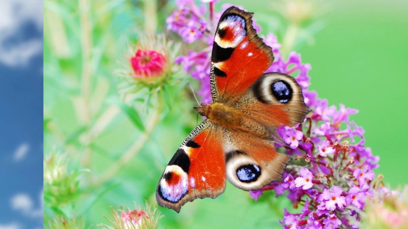 Бабочка на цветке