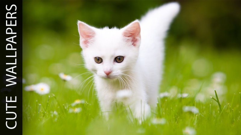 Белый котенок