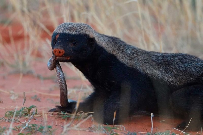 Барсук медоед