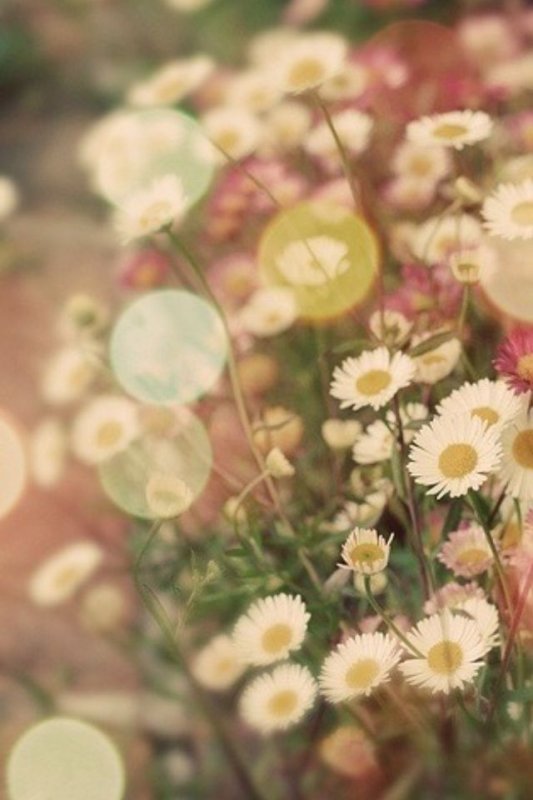 Цветы для профиля