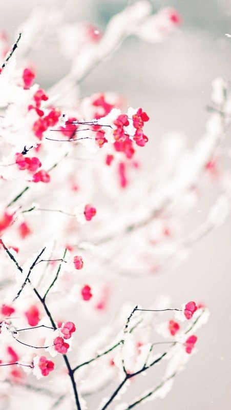 Зимние цветы