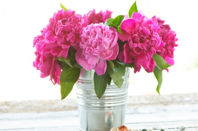 Пиони Пинк (Peony Pink)
