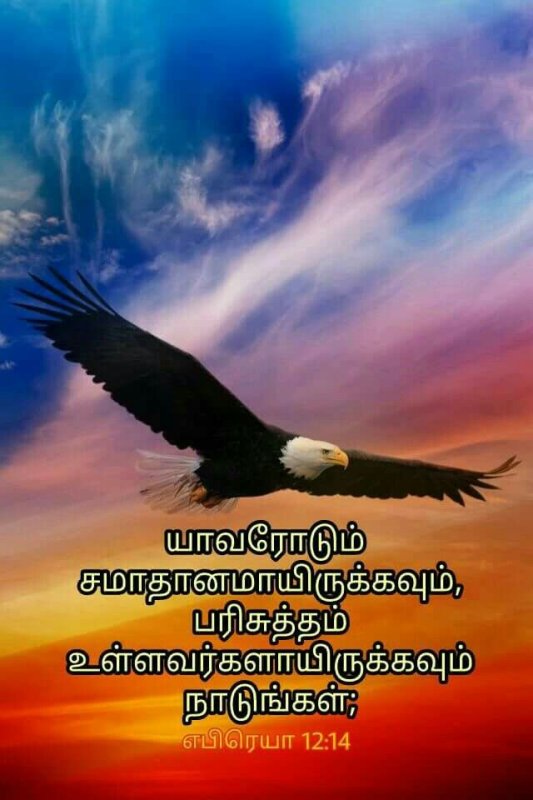 Орел в небе