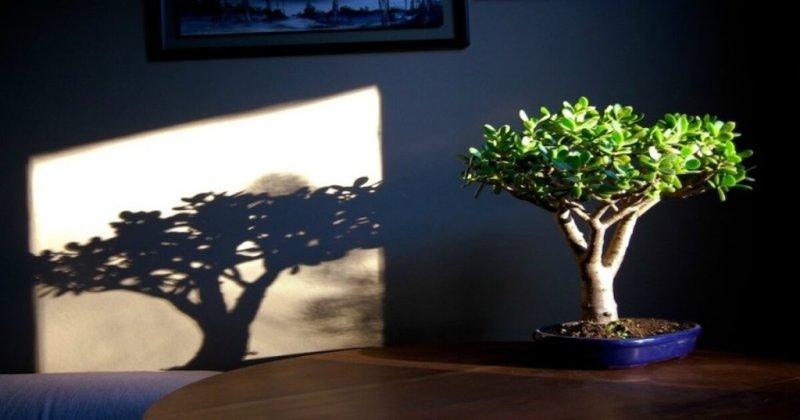 Денежное дерево креатив