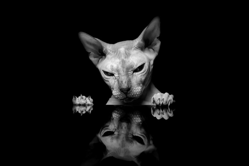 Сфинкс кошка