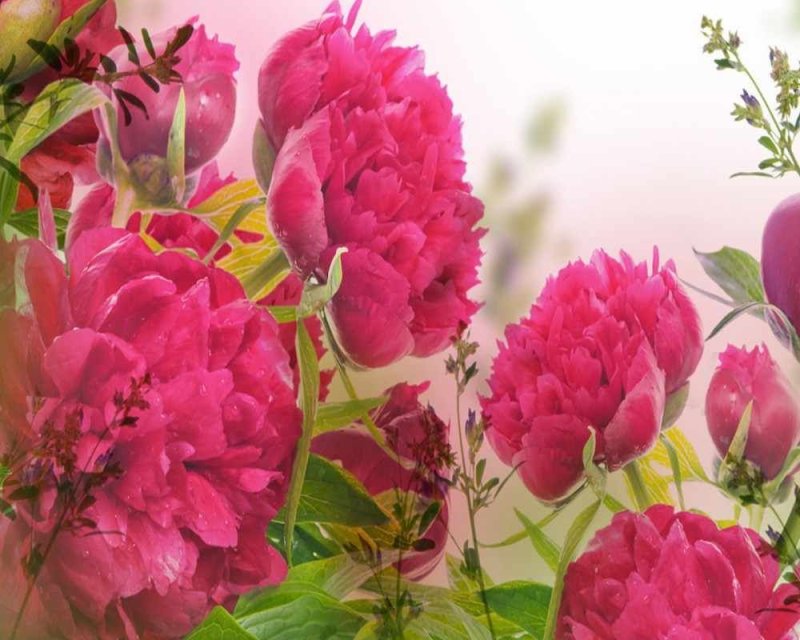 Пиони Пинк (Peony Pink)