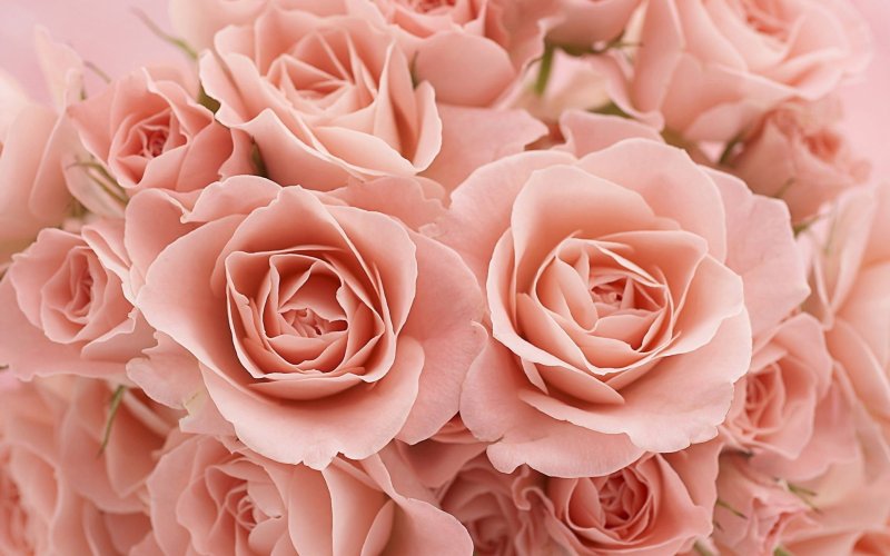 Пудровые розы