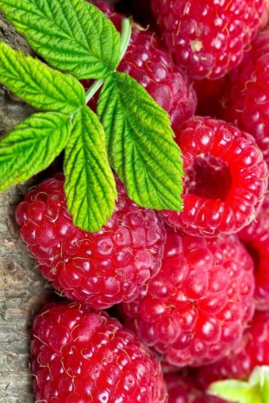 Красивые ягоды