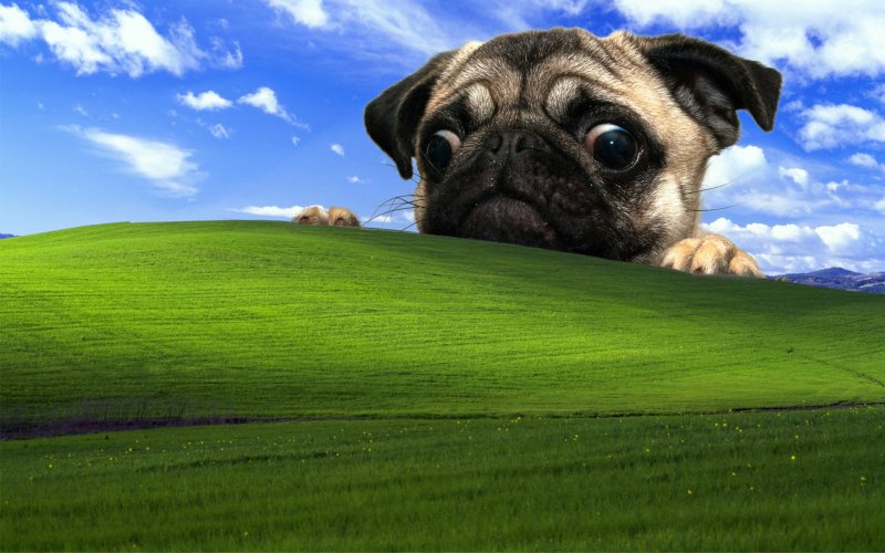 Обои на рабочий стол прикольные