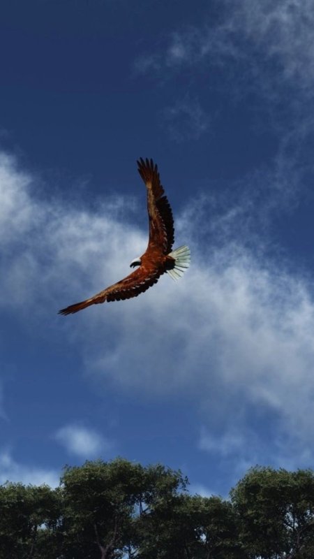 Парящая птица в небе