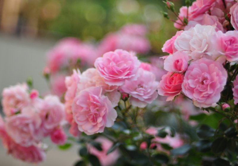 Роза Пинк Абунданс