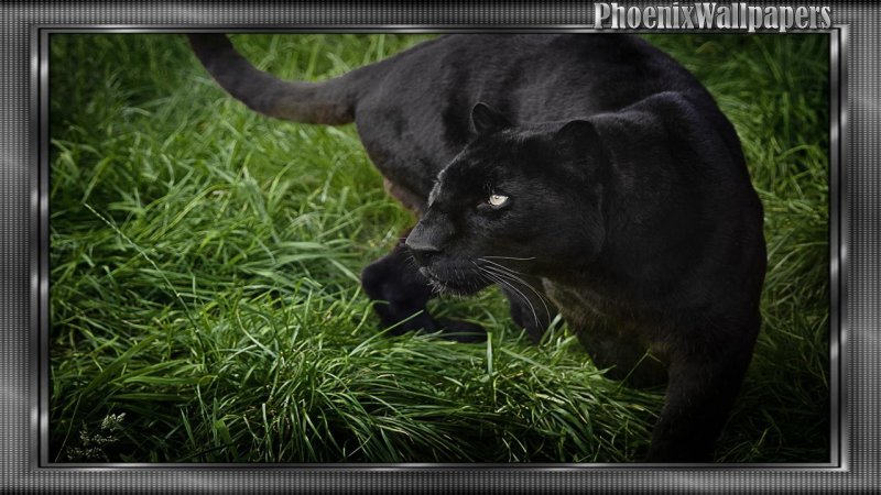 Черная Пума Багира