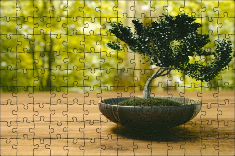 Скумпия бонсай