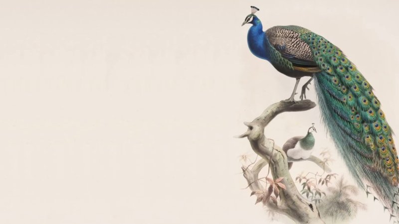 Павлин Миднайт