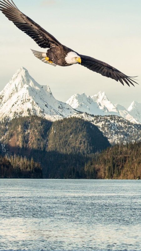 Белоголовый Орлан в полете