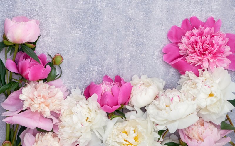 Пион Весенняя палитра