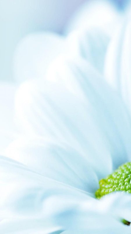 Нежный цветок