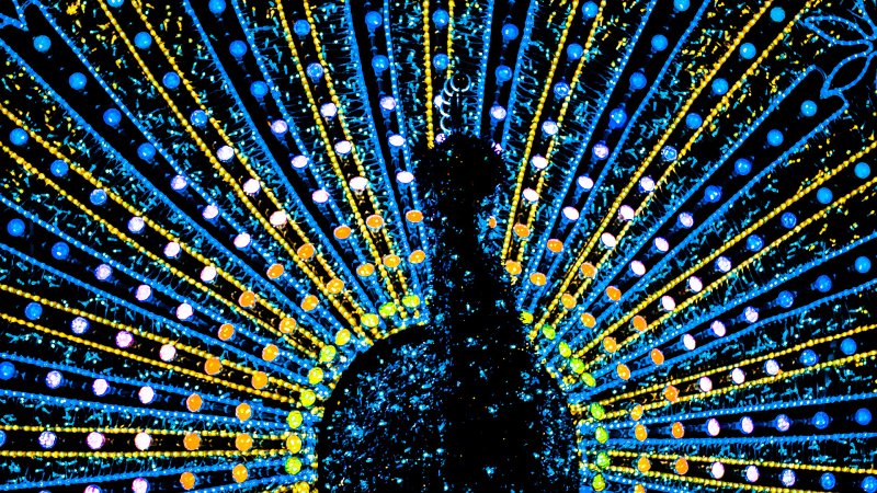 Павлин заставка