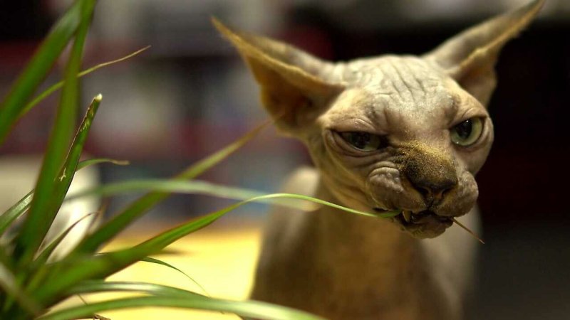 Донской сфинкс