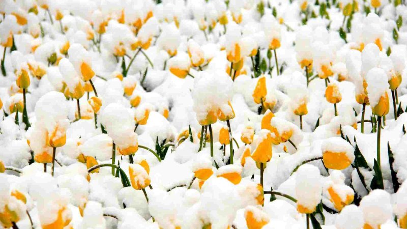 Тюльпаны под снегом